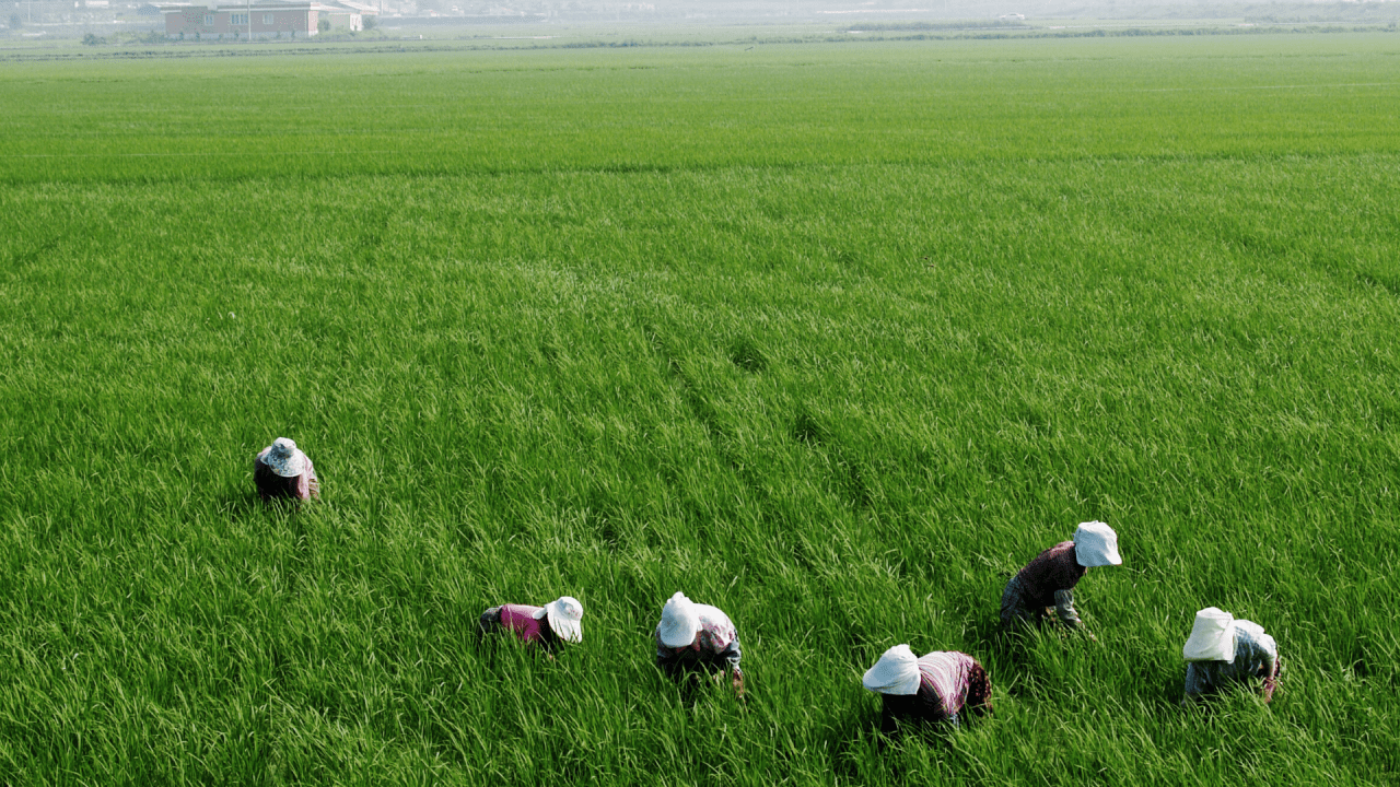 Agricoltura I Lavoratori Stranieri Nei Campi Sono 358mila L Analisi